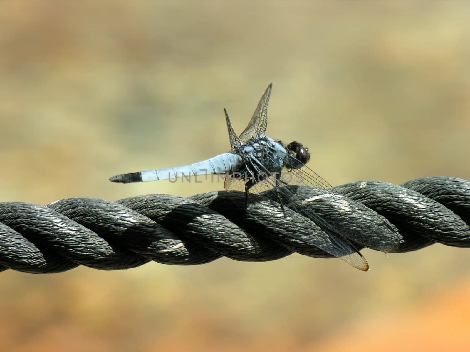 Dragonfly is taking sun over a rope