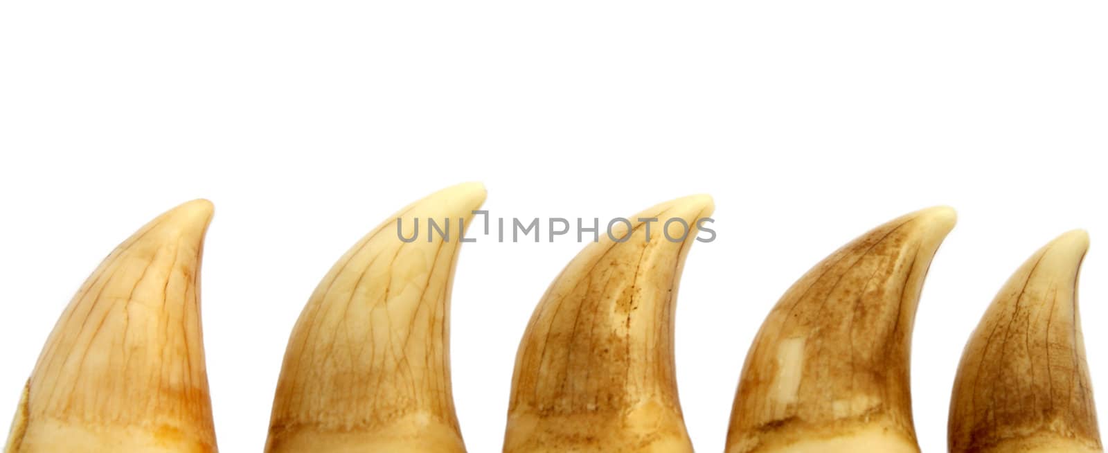 Teeth of pilot whale (Globicephala melaena) on white background