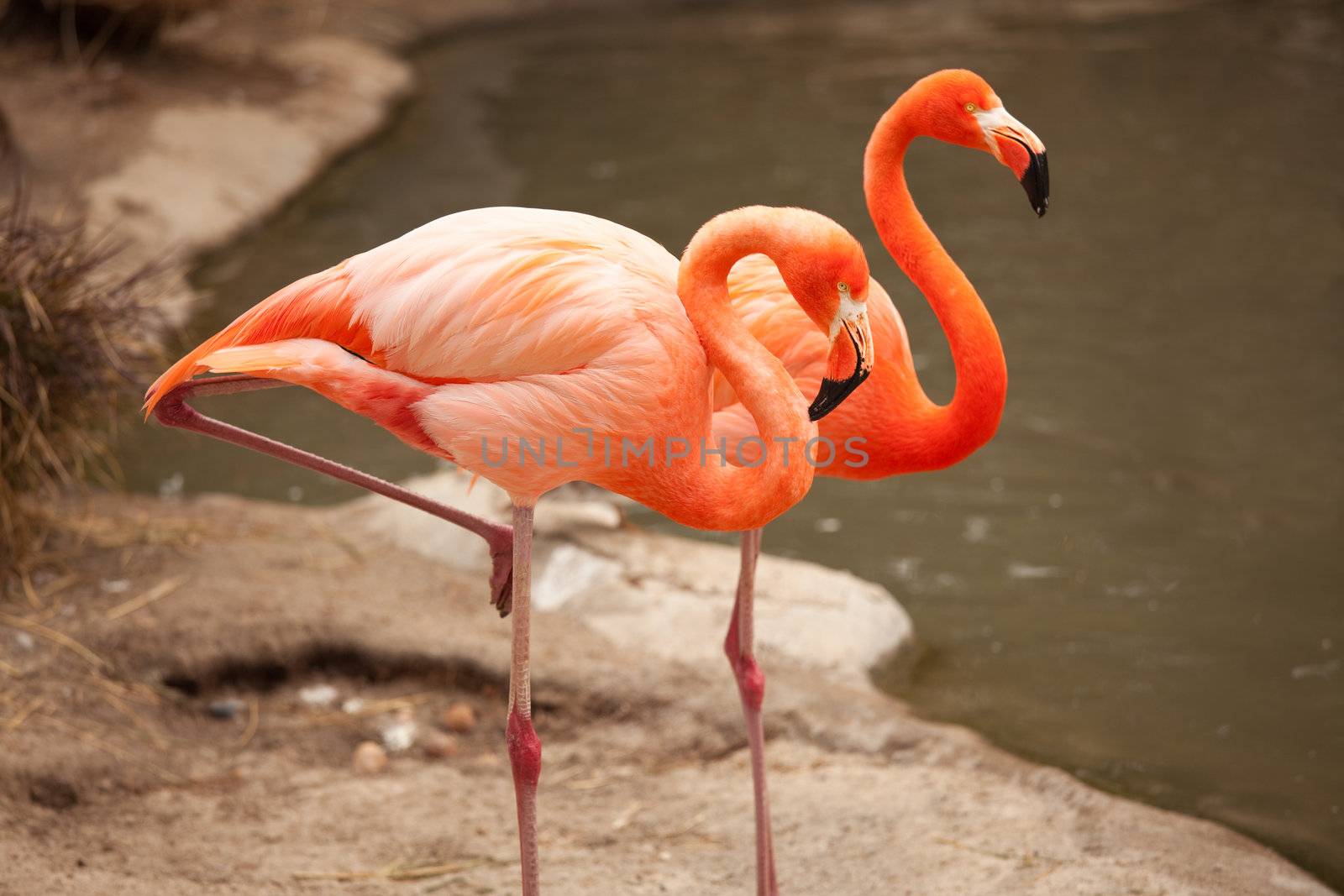 Beautiful Flamingo Couple Rest at the Side of The Water.