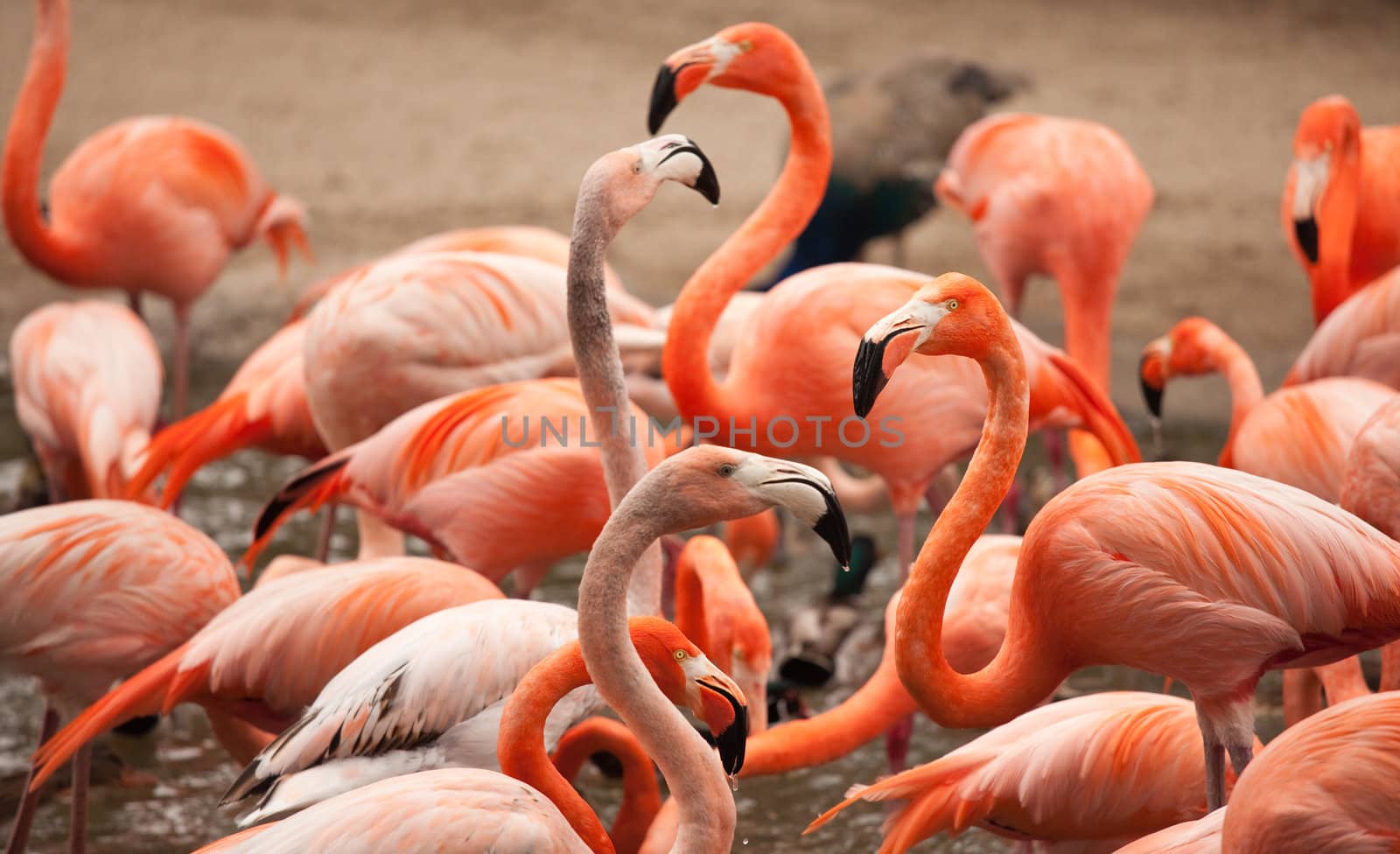 Flock of Beautiful Flamingos with narrow Depth of Field.