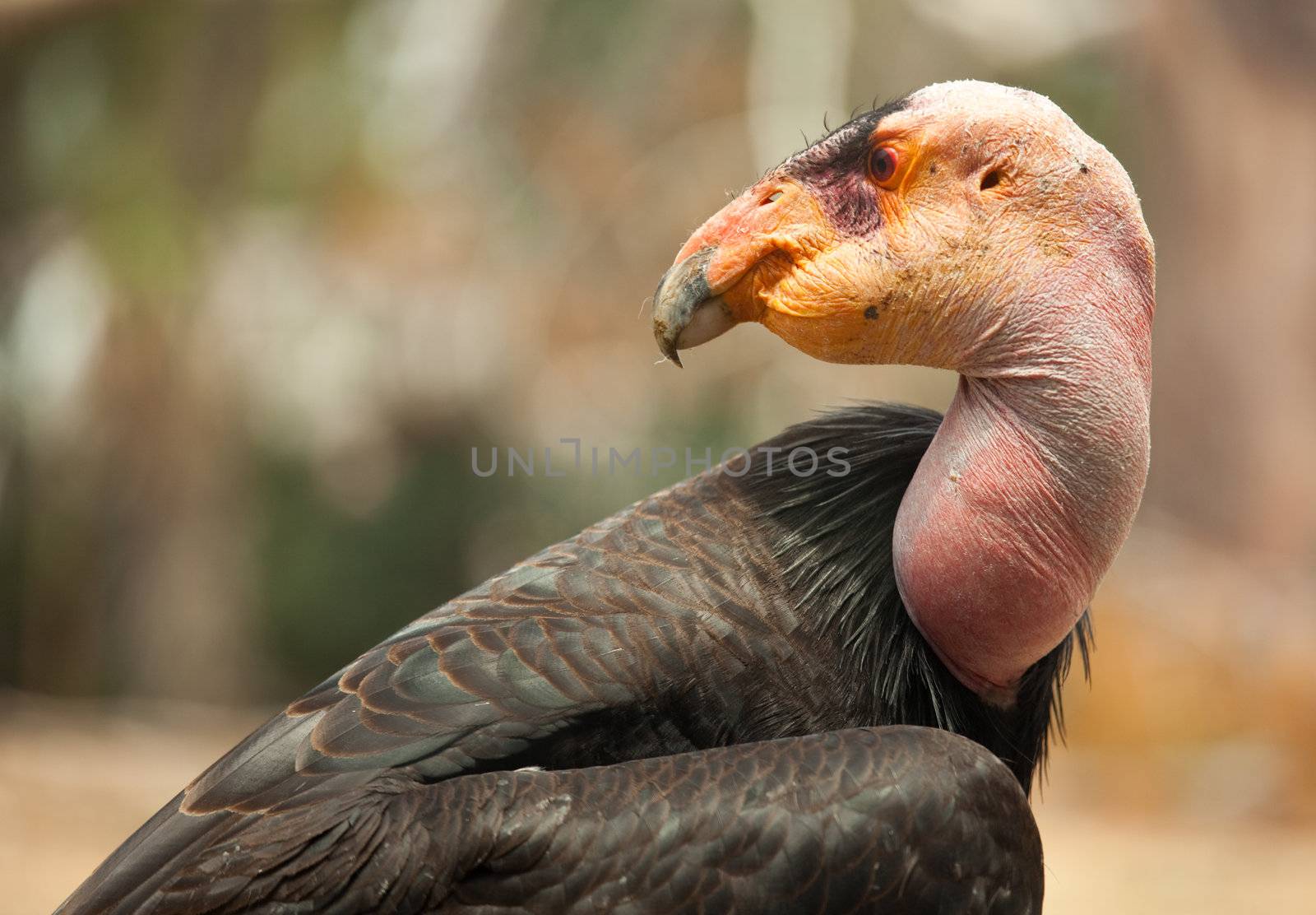 Profile Close-up of the Endangered California Condor.