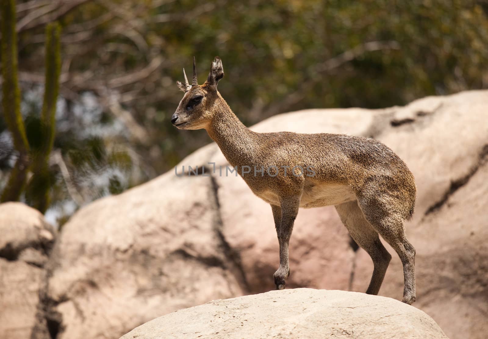 Majestic Rock-Dancing Cliff Springer Stands Still at Alert.