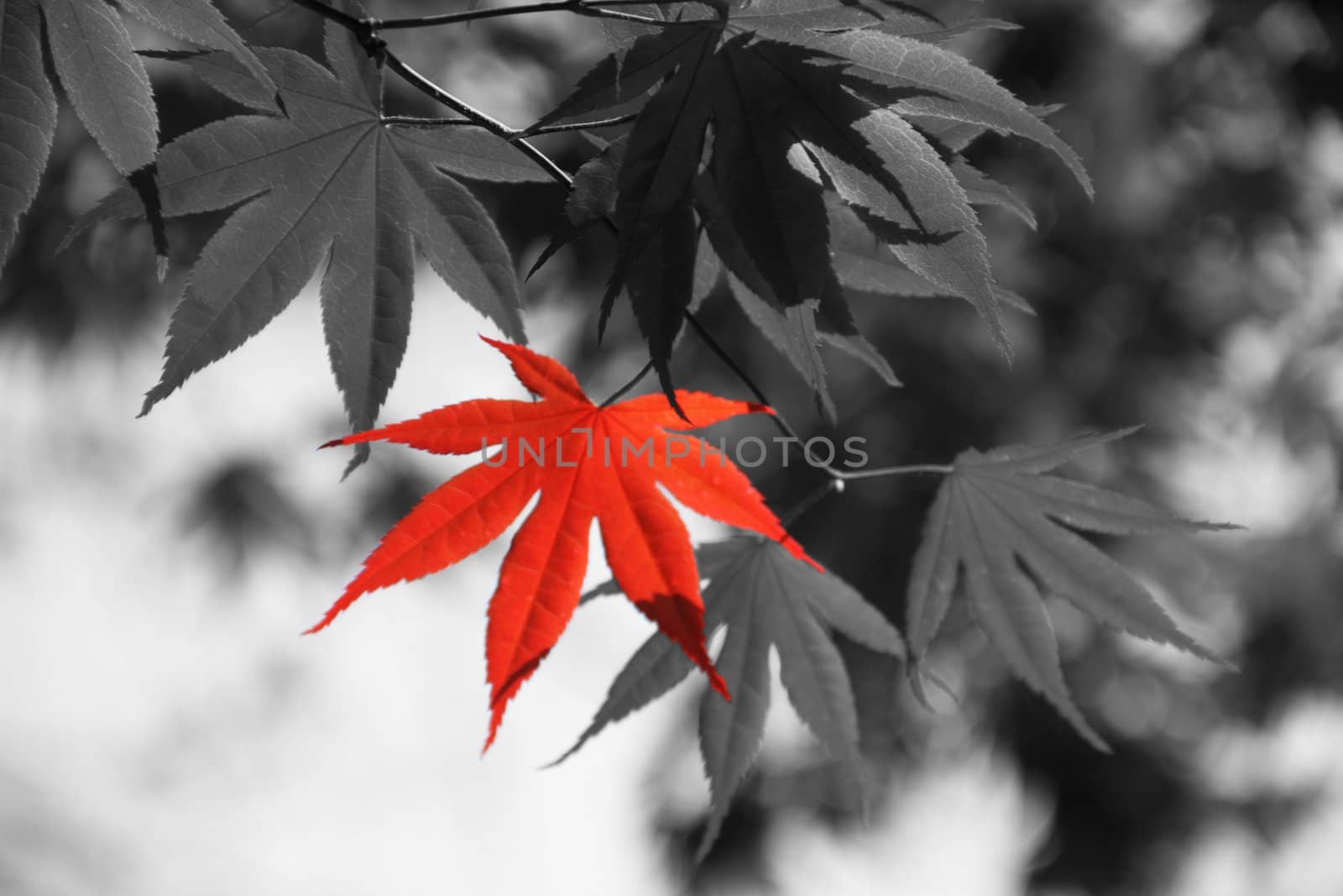 Colorful foliage standing out in this selective color image.