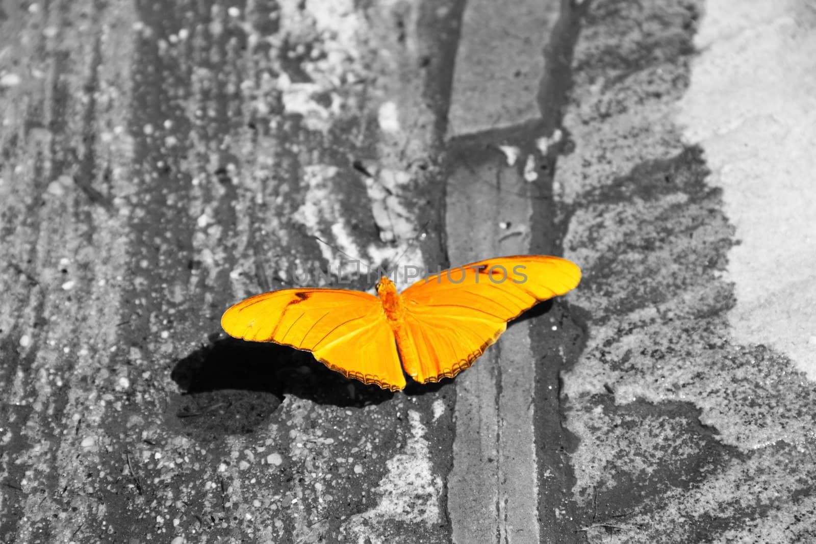 Butterfly in natural surrounds, but colored to stand out.