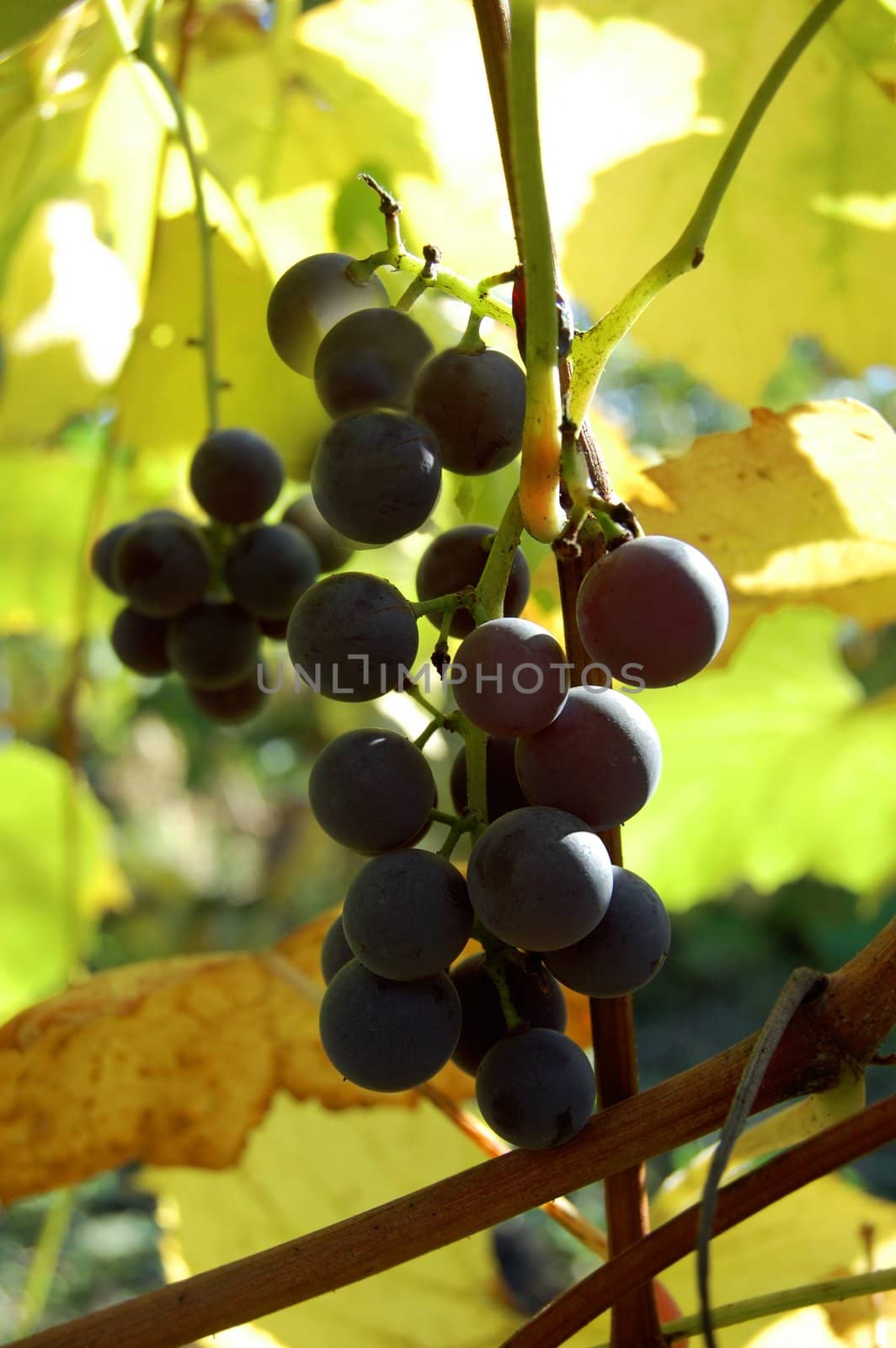 dark rippen grapes on branch