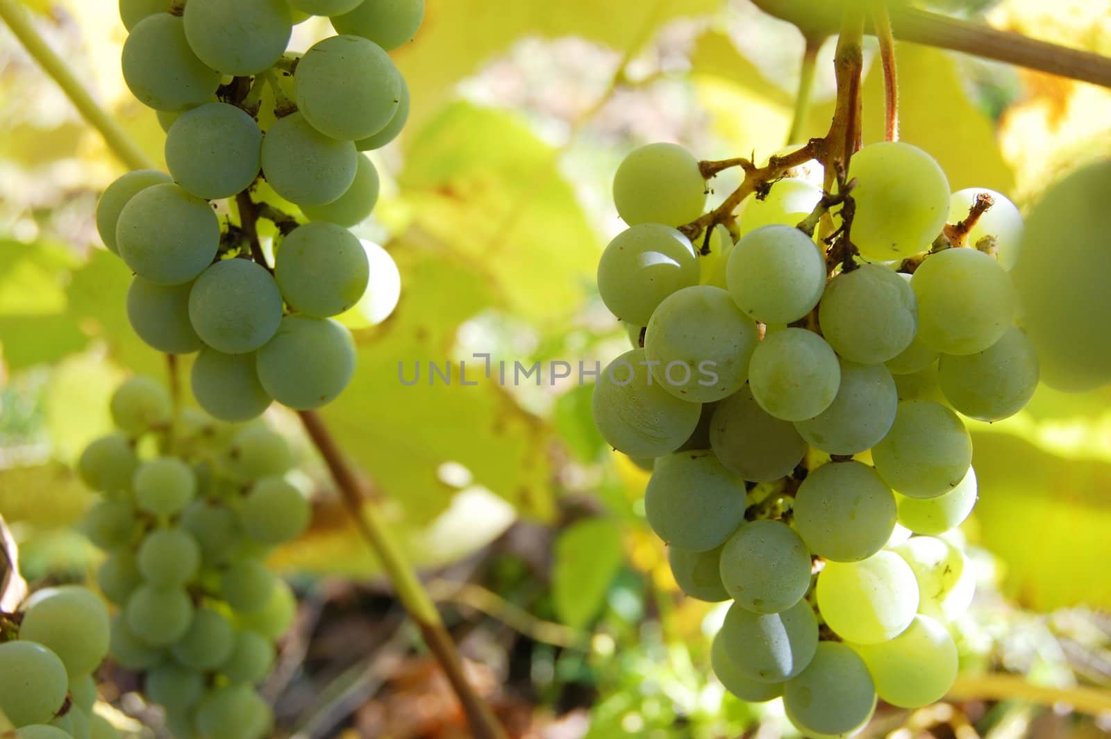 some white grape cluster on branch