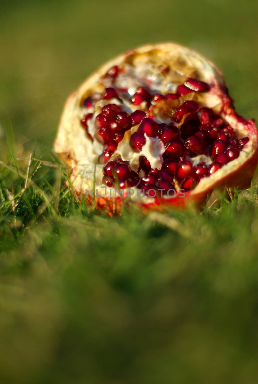 Pomegranate in the grass by frodelil