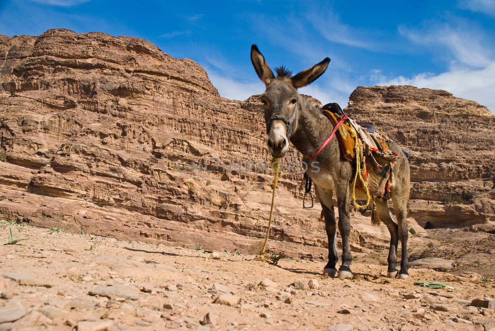 A donkey looking down at me in the mountain. Waiting to take a tourist down from the Monastry in Petra, Jordan.
