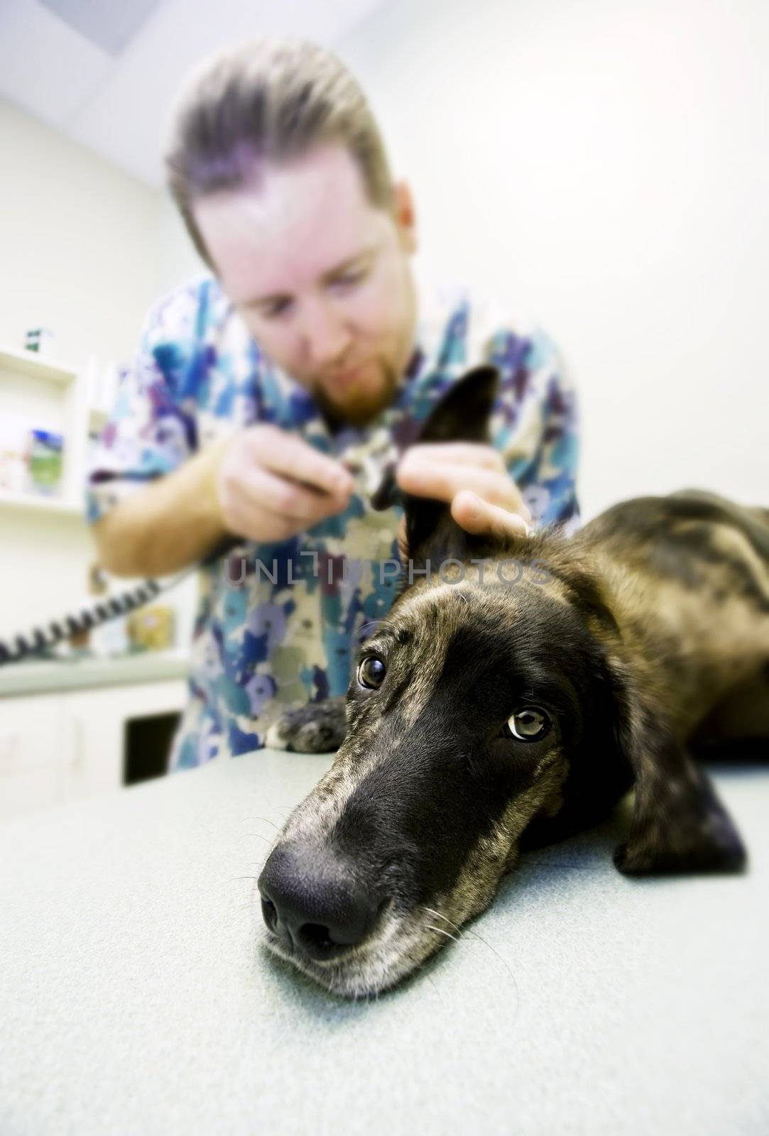 Veterinary technician looks into a dog's ear with a scope