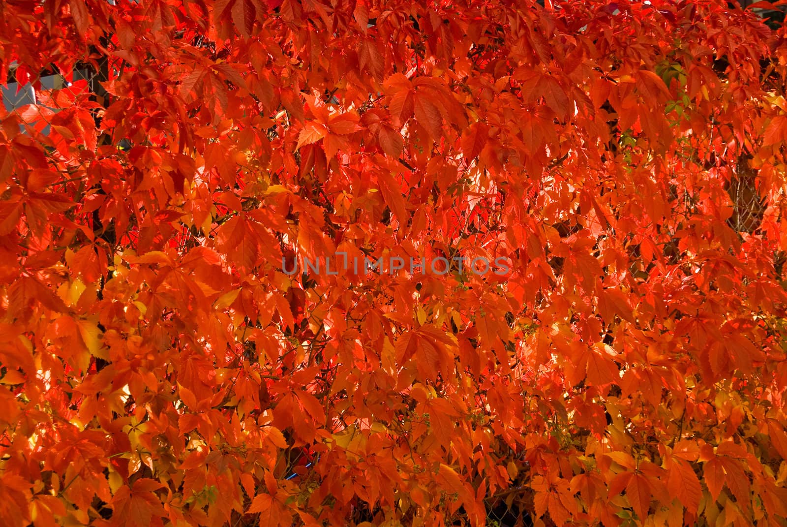 A wall of red, autums leafs. Strong red color.