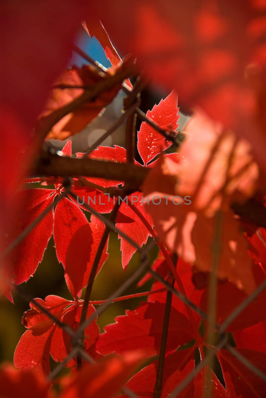Some red autumn leafs