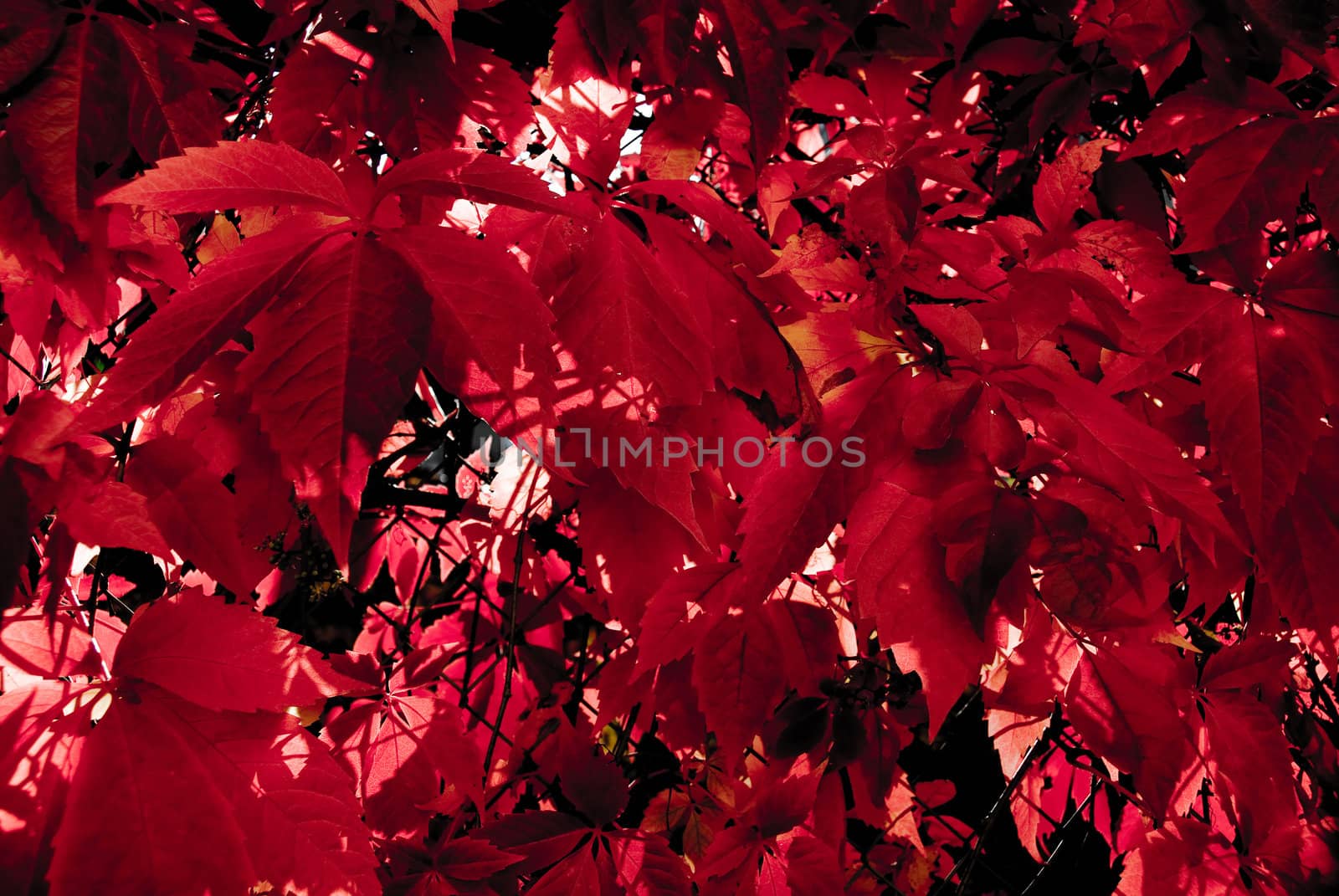A wall of red, autums leafs. Strong red color.