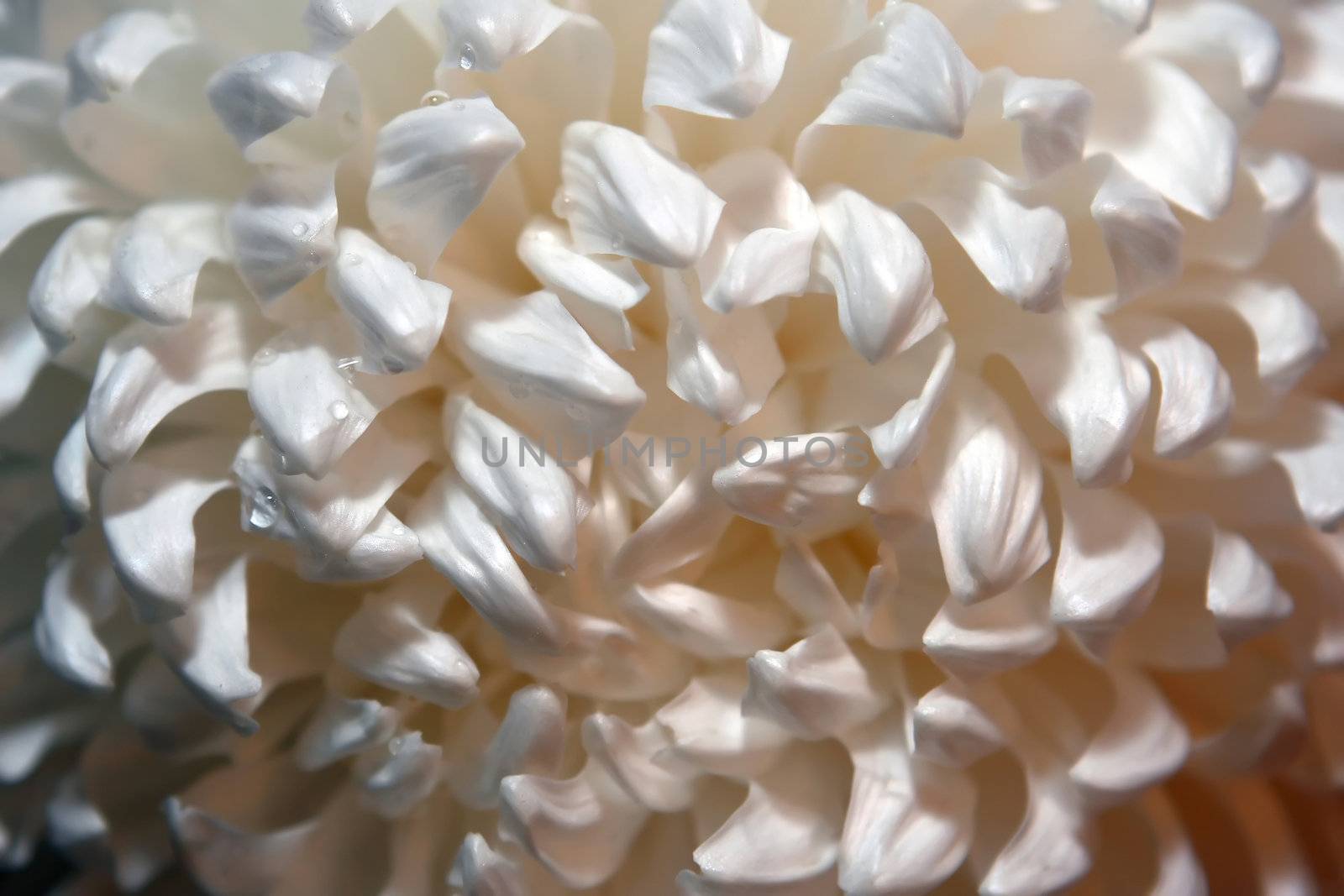 white, chrysanthemum by Polaric