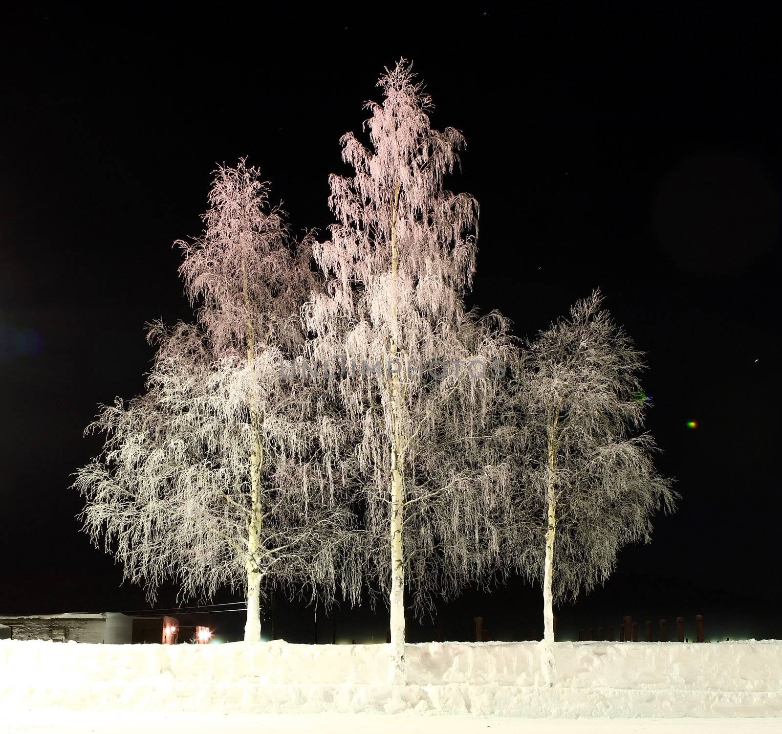 three white birch's on black by Polaric