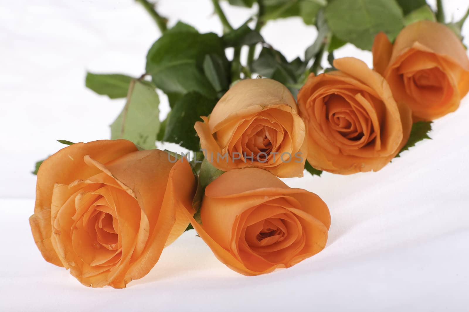 a bunch of orange roases on a white background with green leaves and stems