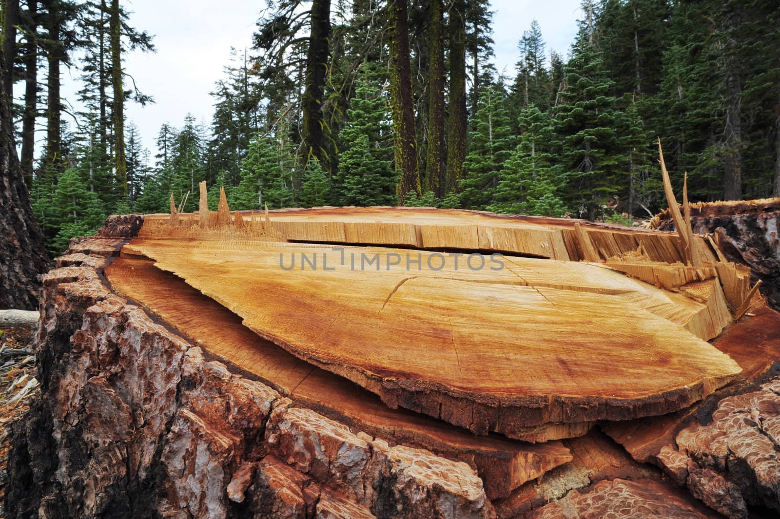 Remaing tree stump left after forest logging.