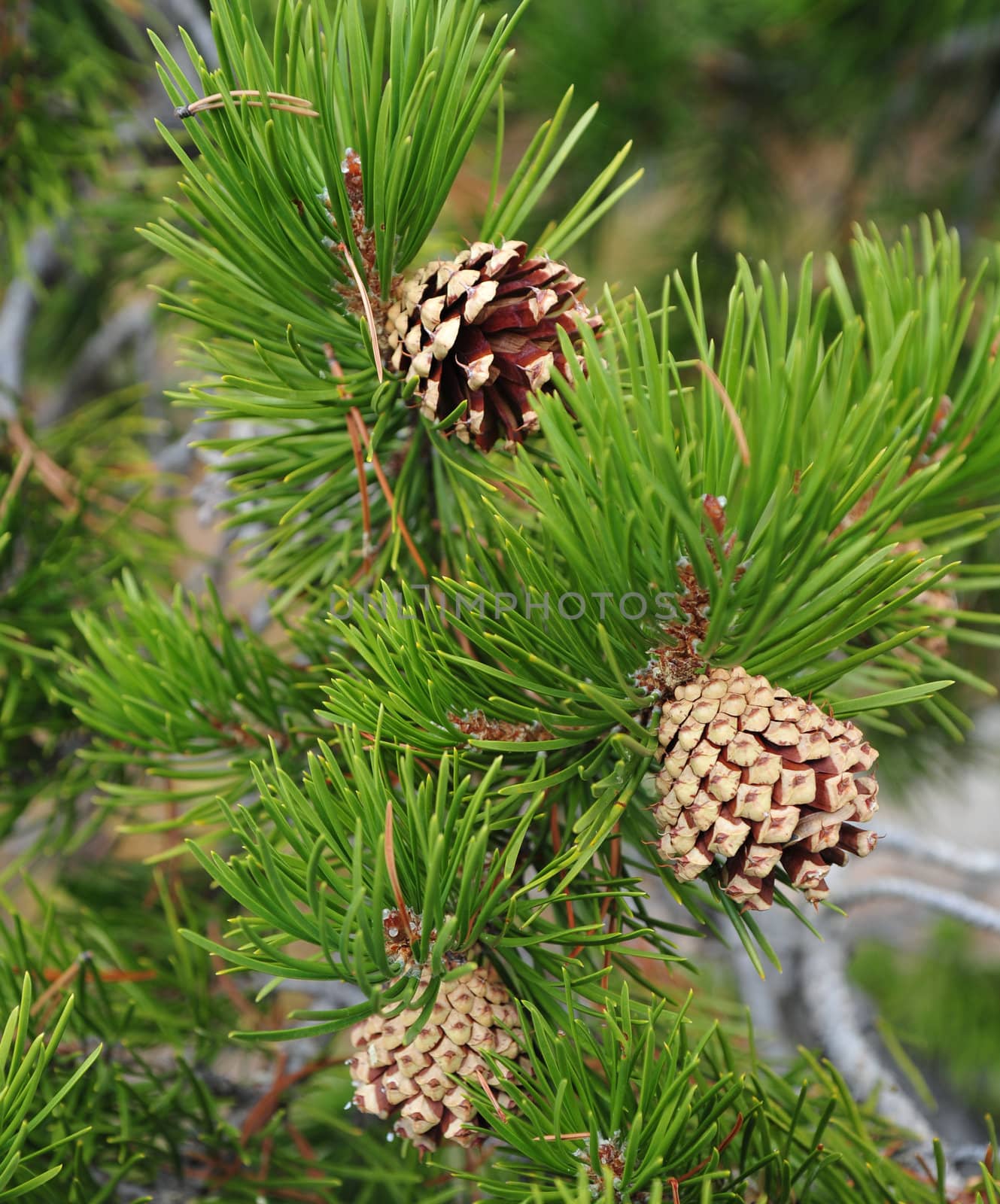Pine cones starting to open and turn into a mature cone