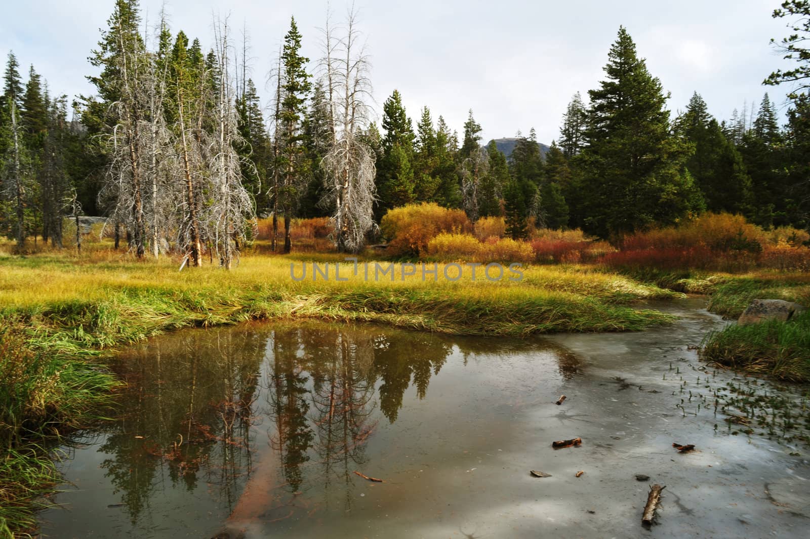 Fall arrives to a meadow in Alpine Country California