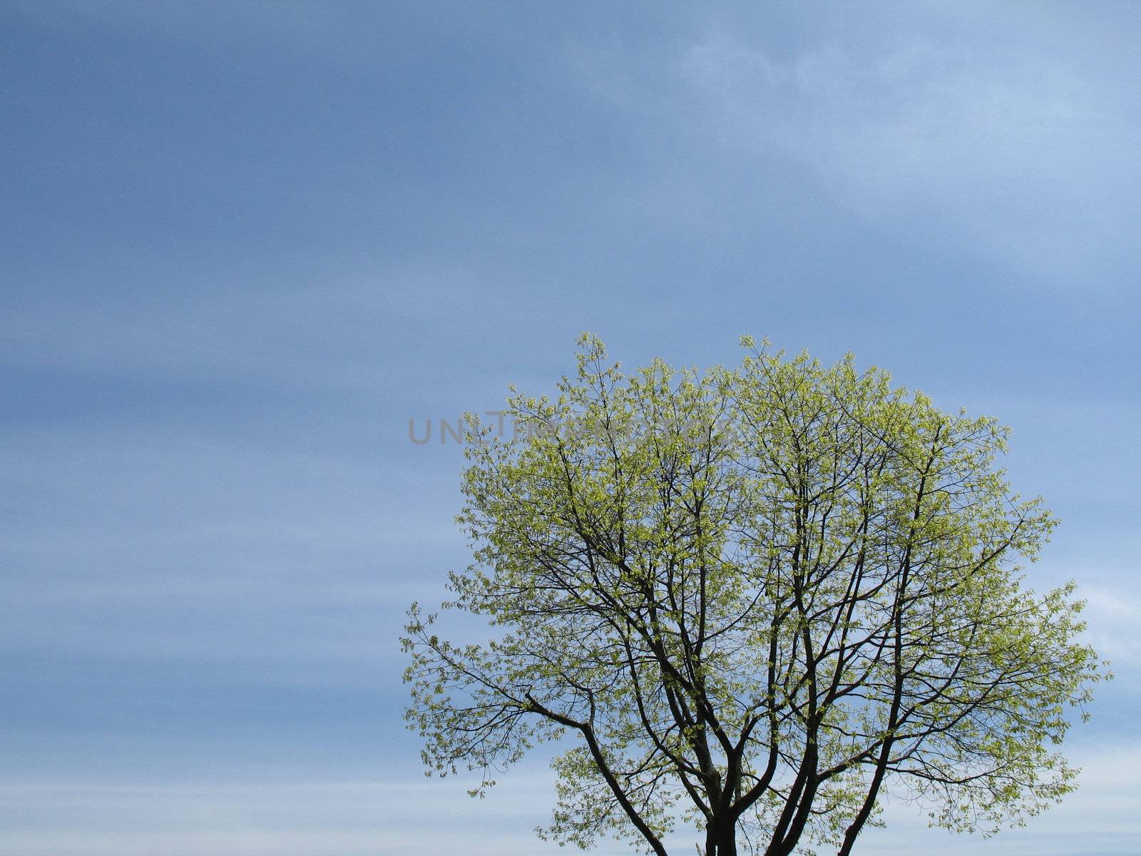 green tree and blue sky by mmm