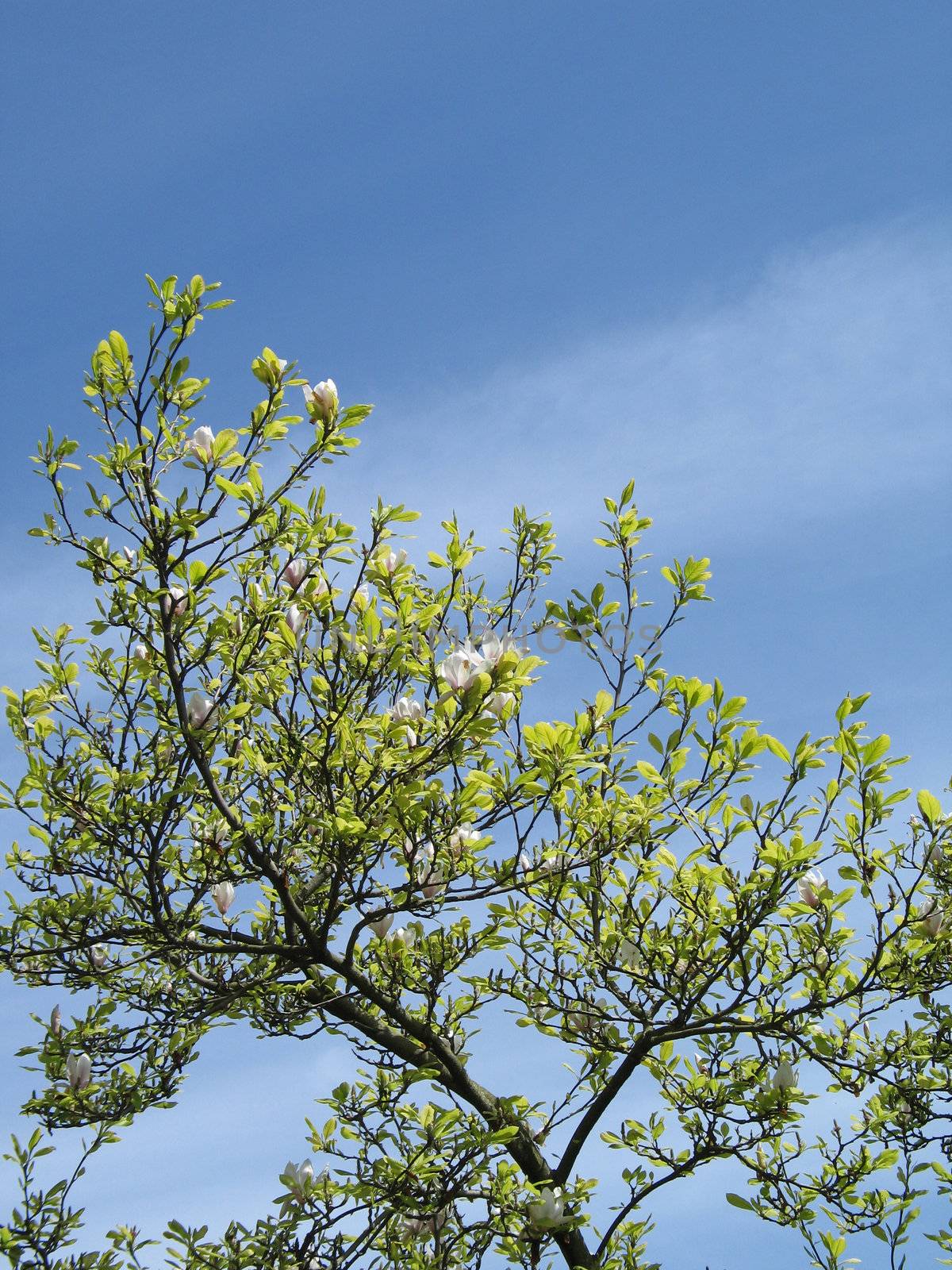 blossoming tree