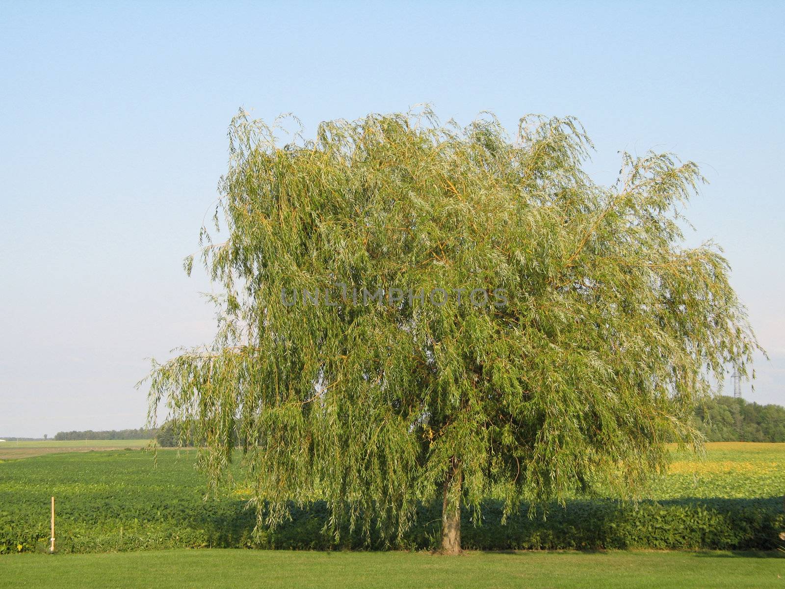 green tree in a field