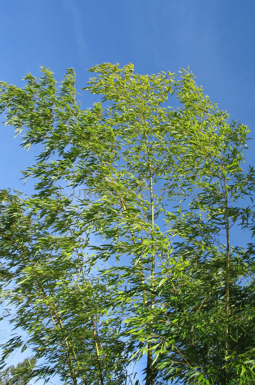 green bamboo and blue sky