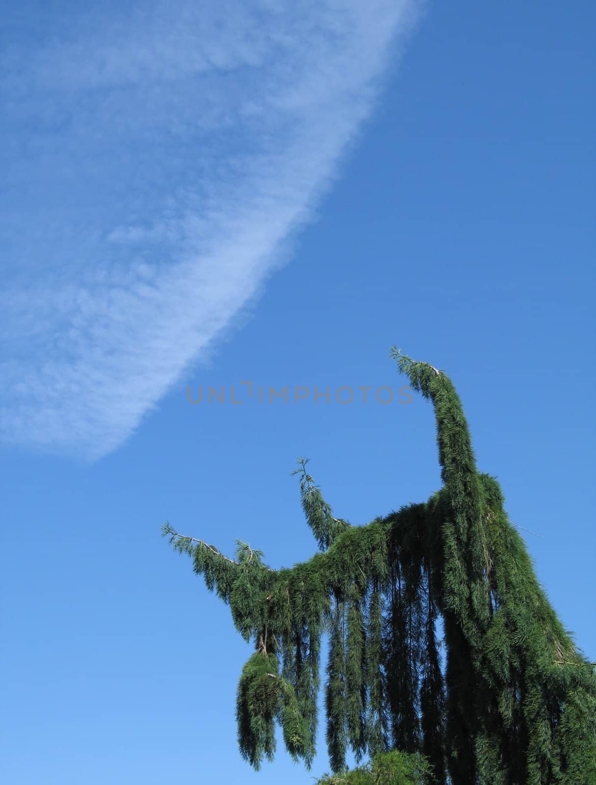 green conifer and blue sky