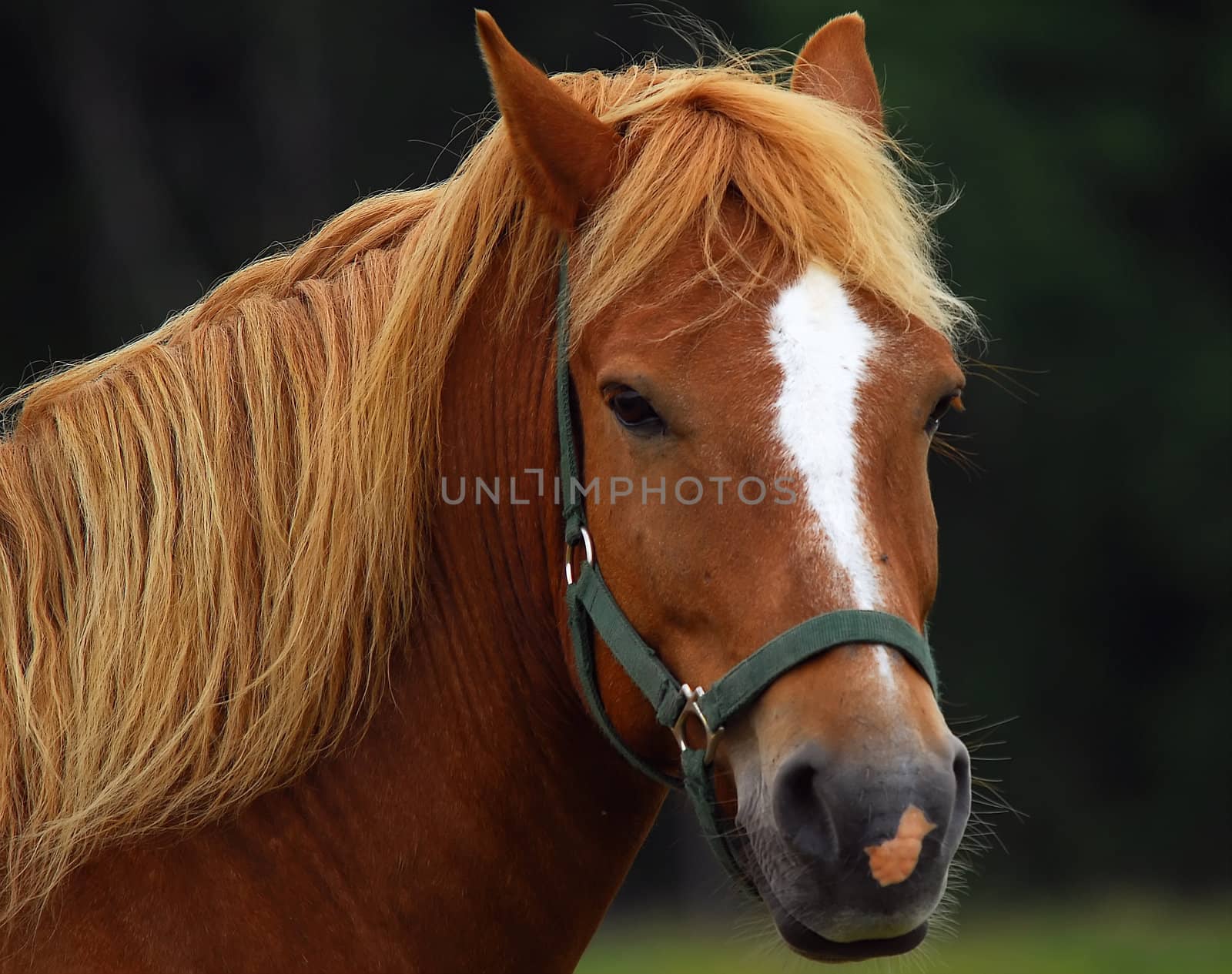 Portrait of a horse, taken sideways