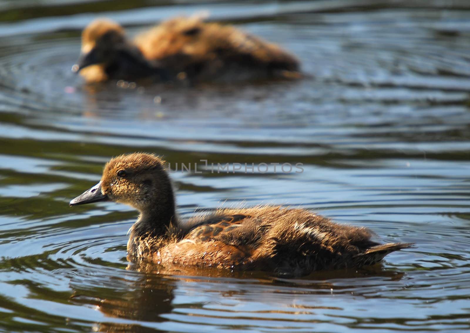 Picture of a baby mallard duck in the water