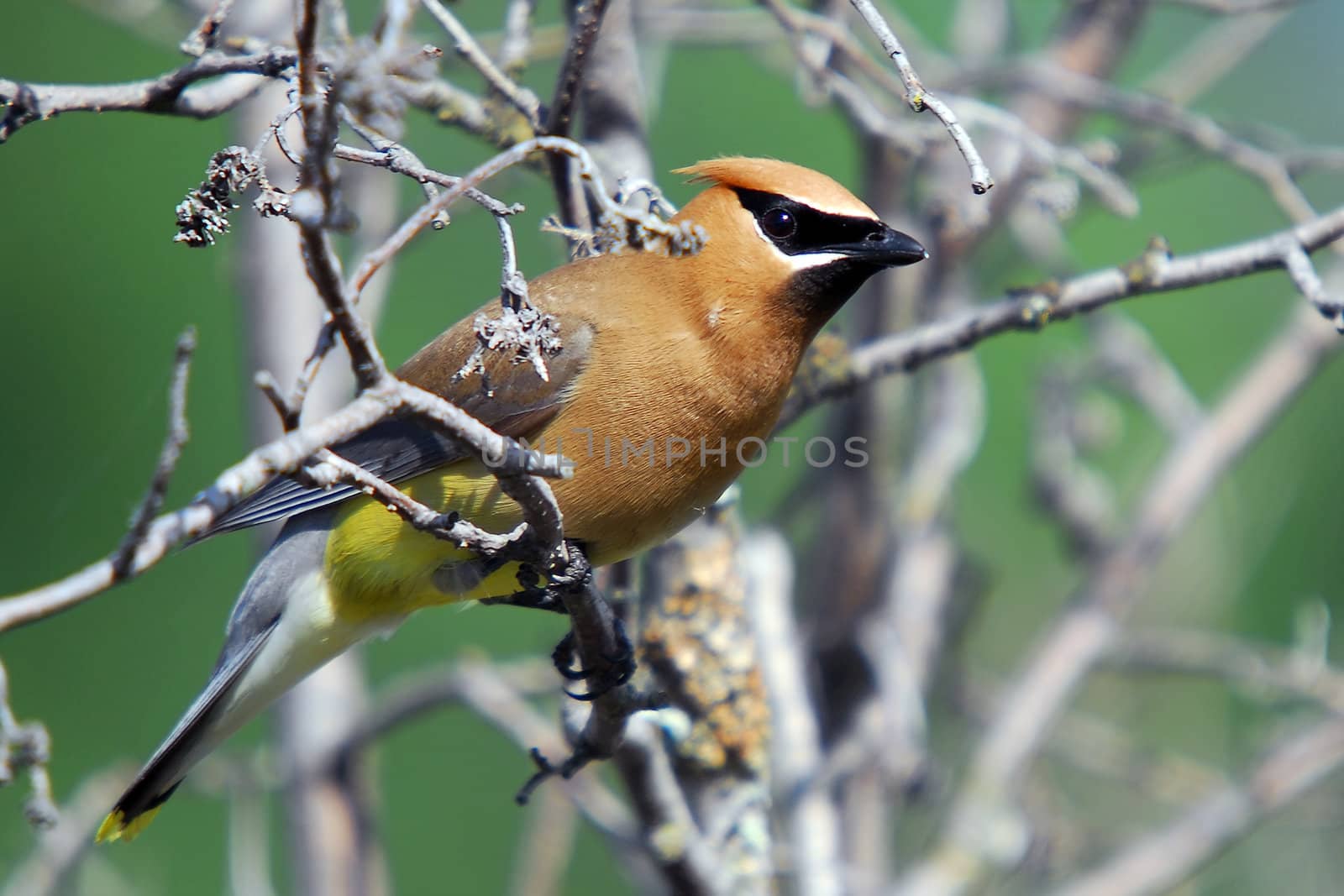 Portrait of a Cedar Waxwing in the wild