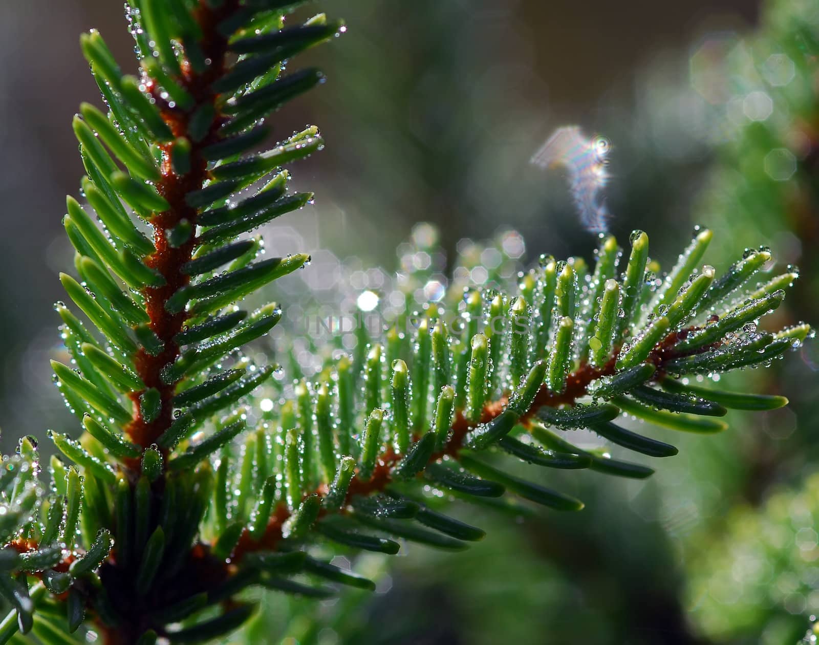 A macro of an evergreen branch with it's needlesand lot of dropplets