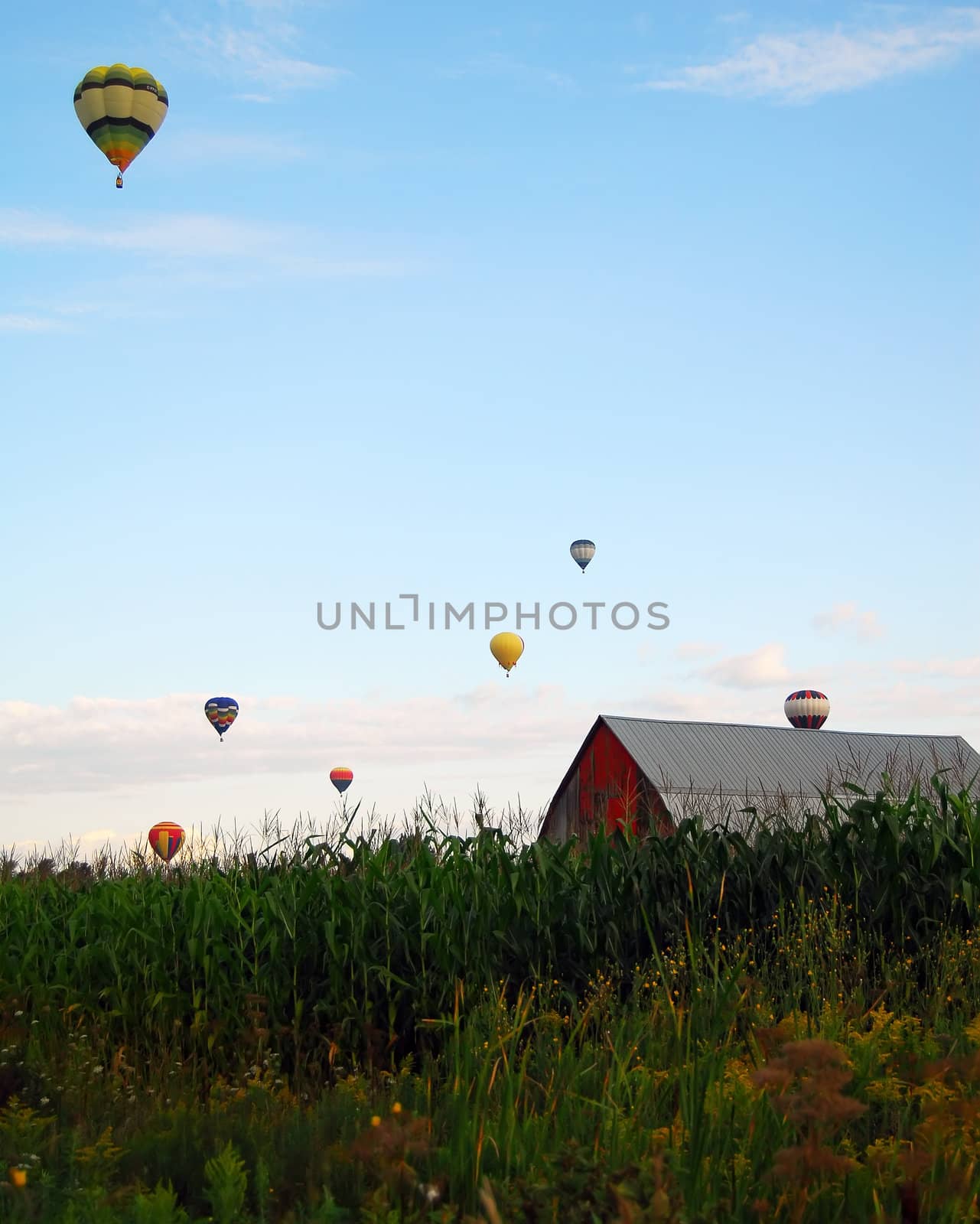 Hot Air Balloons over a corn field