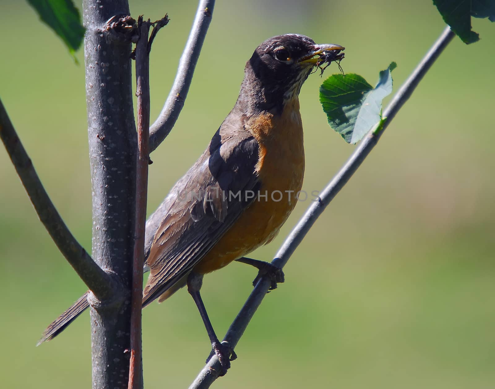 Closeup of a bird eating a bug