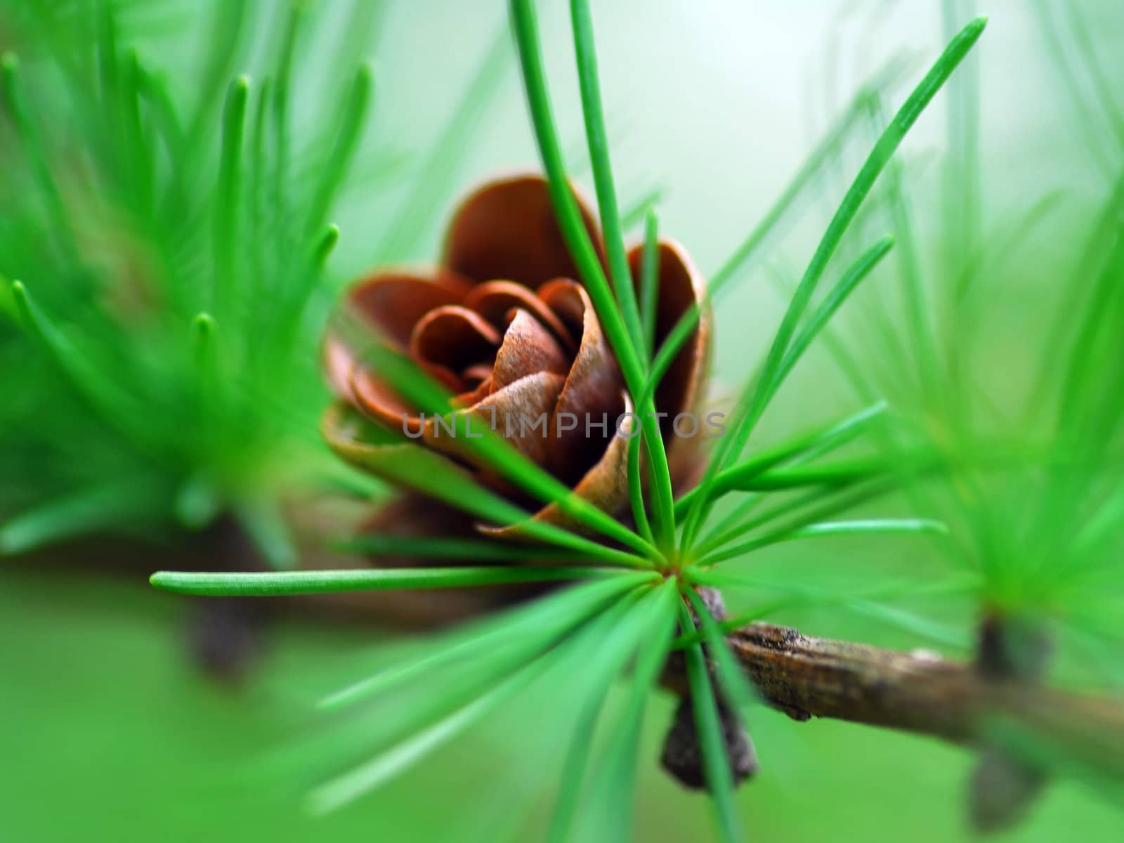 Macro of a small pine cone