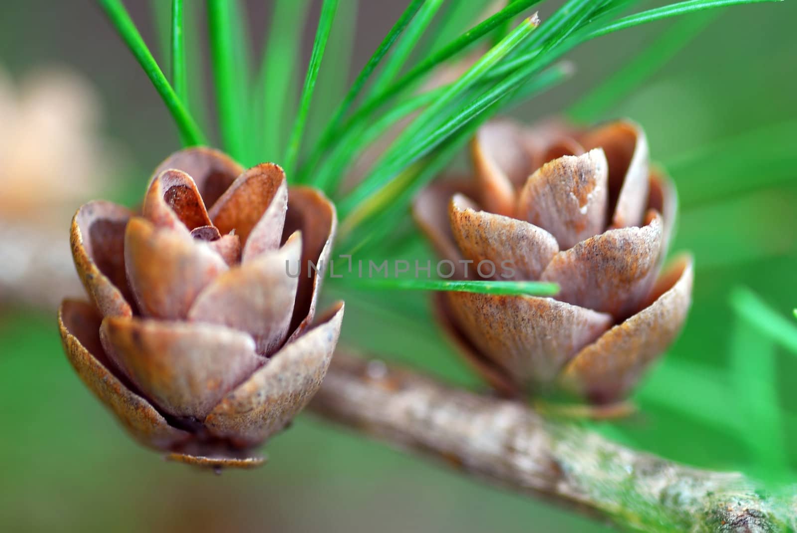 Macro of two small pine cones