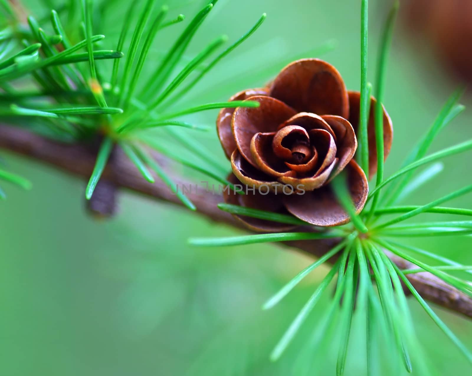 Macro of a small pine cone