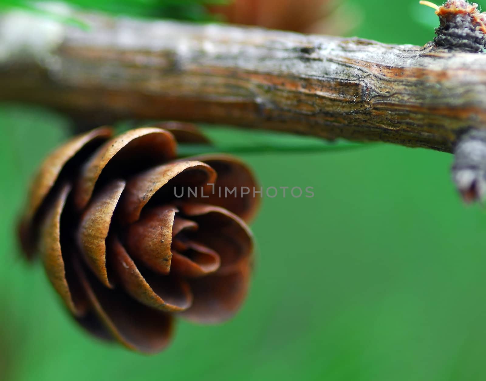 Macro of a small pine cone