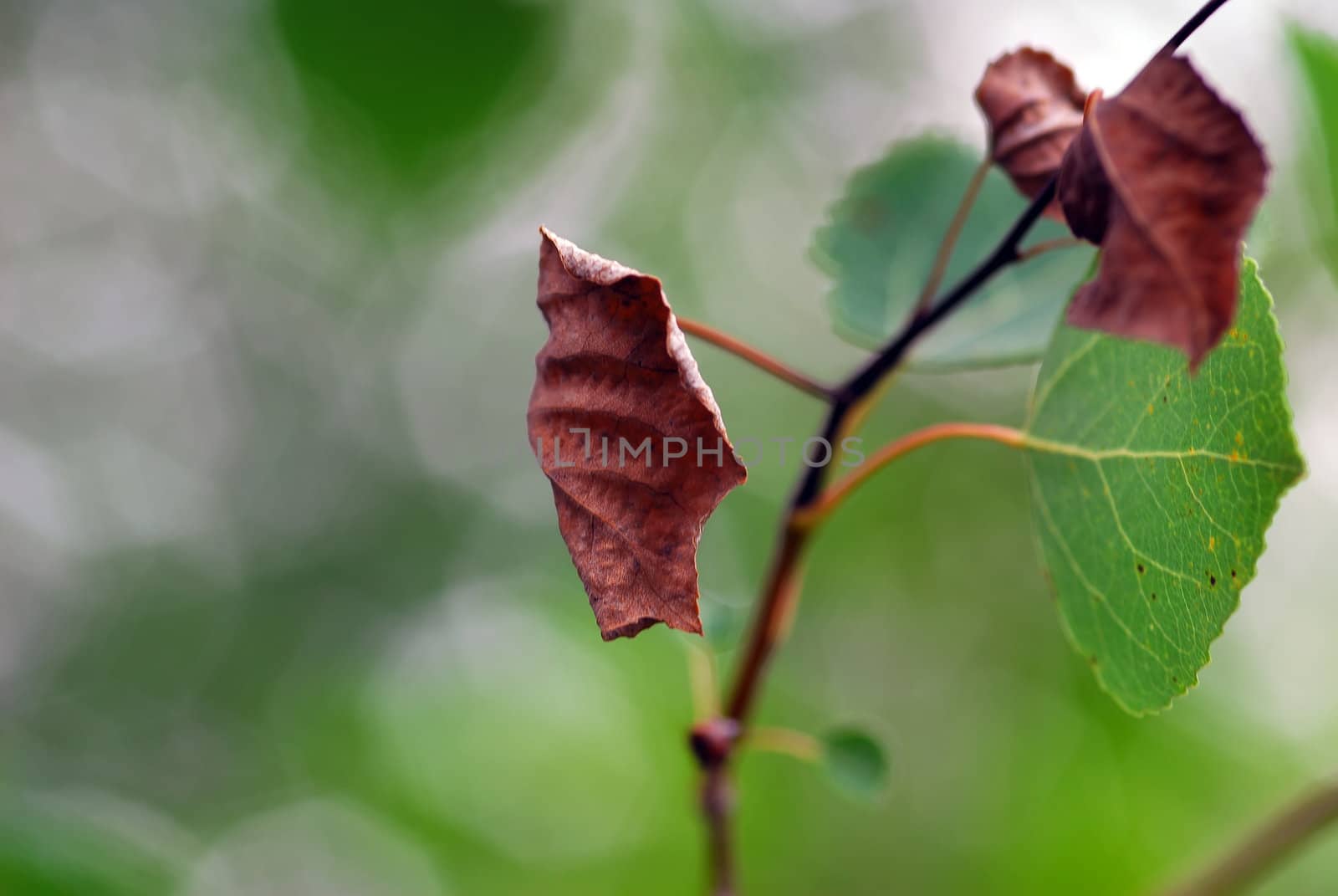 Some dead leaves stil on their branch