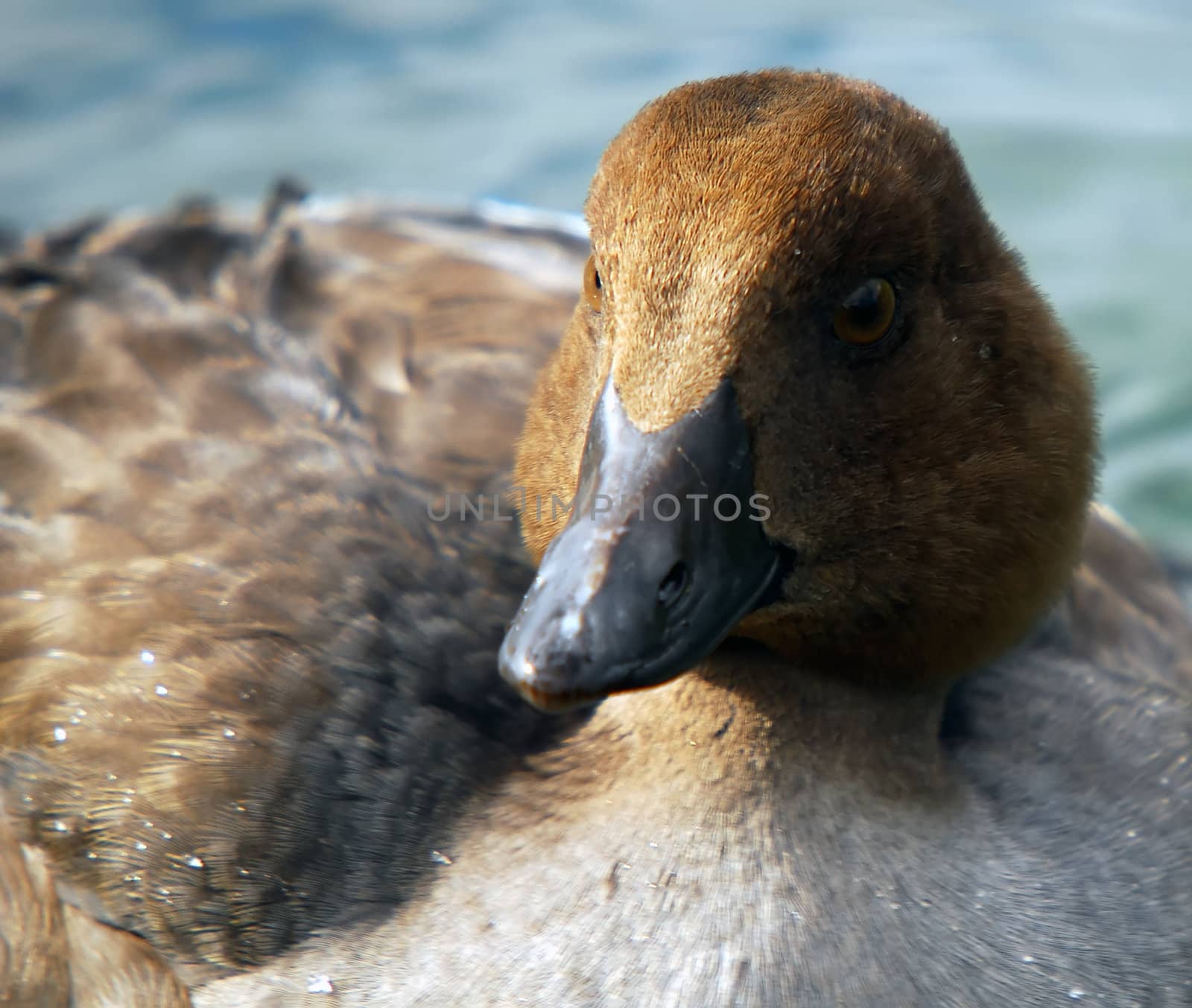 Closeup portrait of a duck