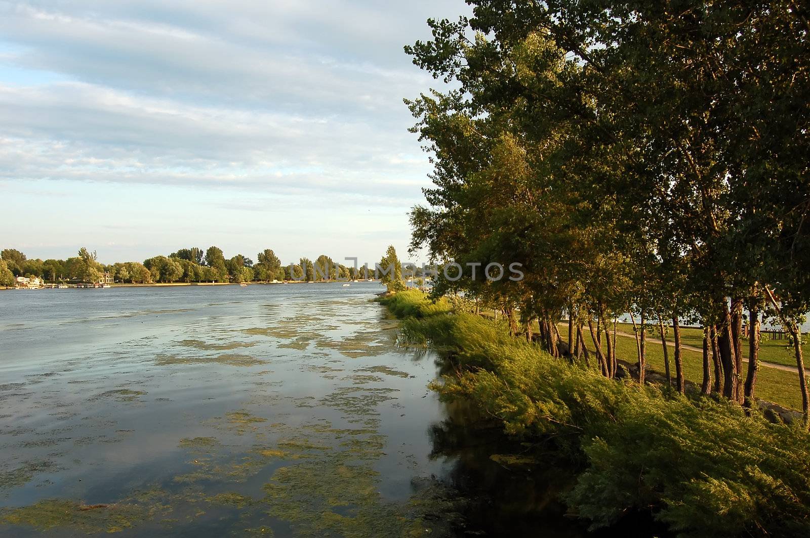 The side of a calm river in the summer