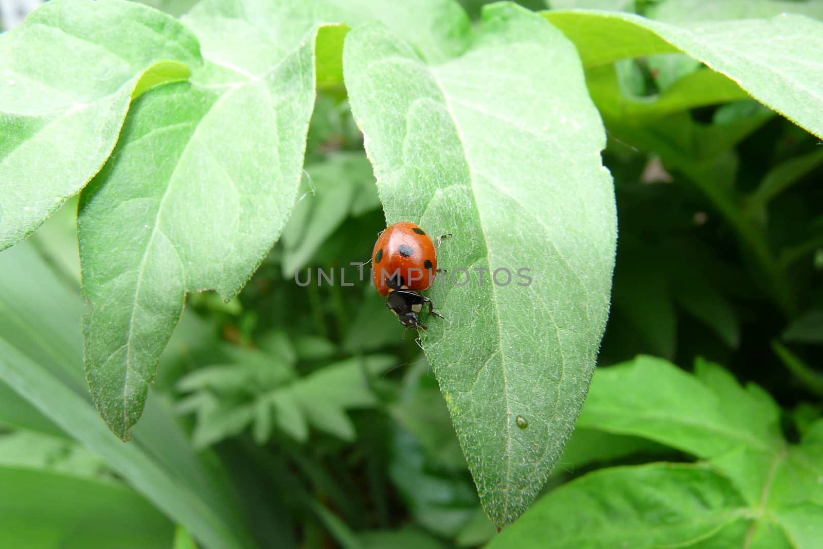 ladybird on the leaves