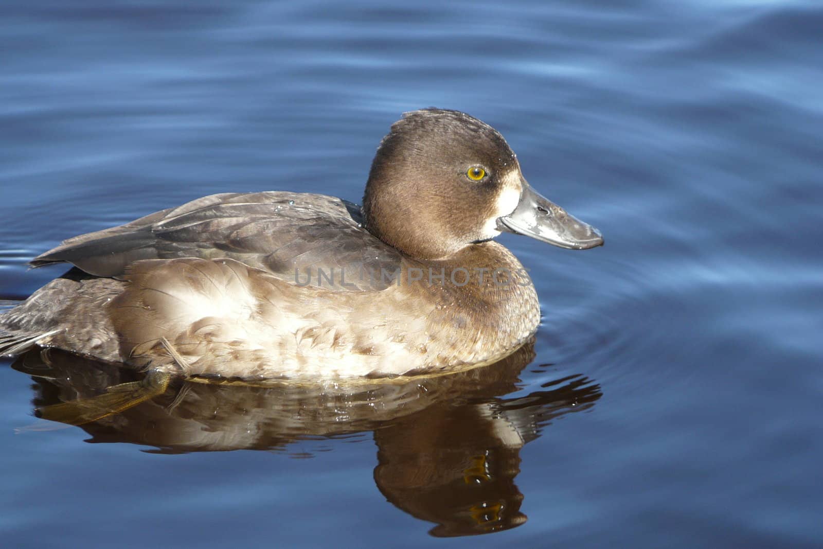 duck in the water