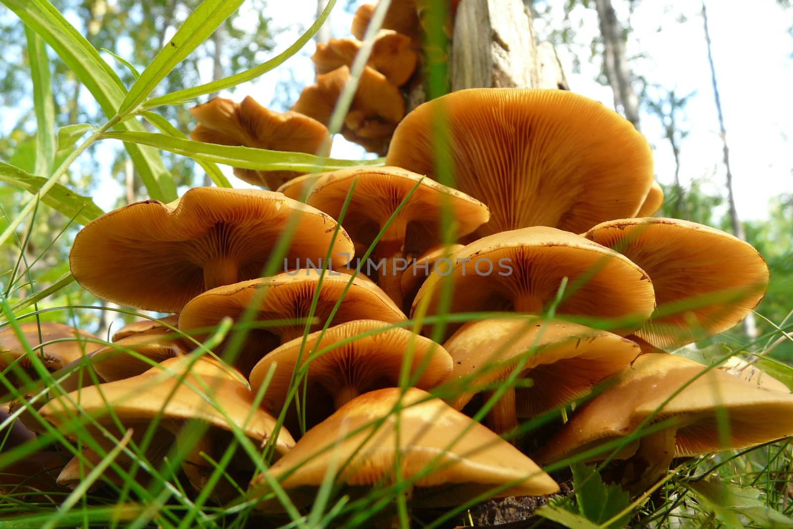 mushrooms in the woods