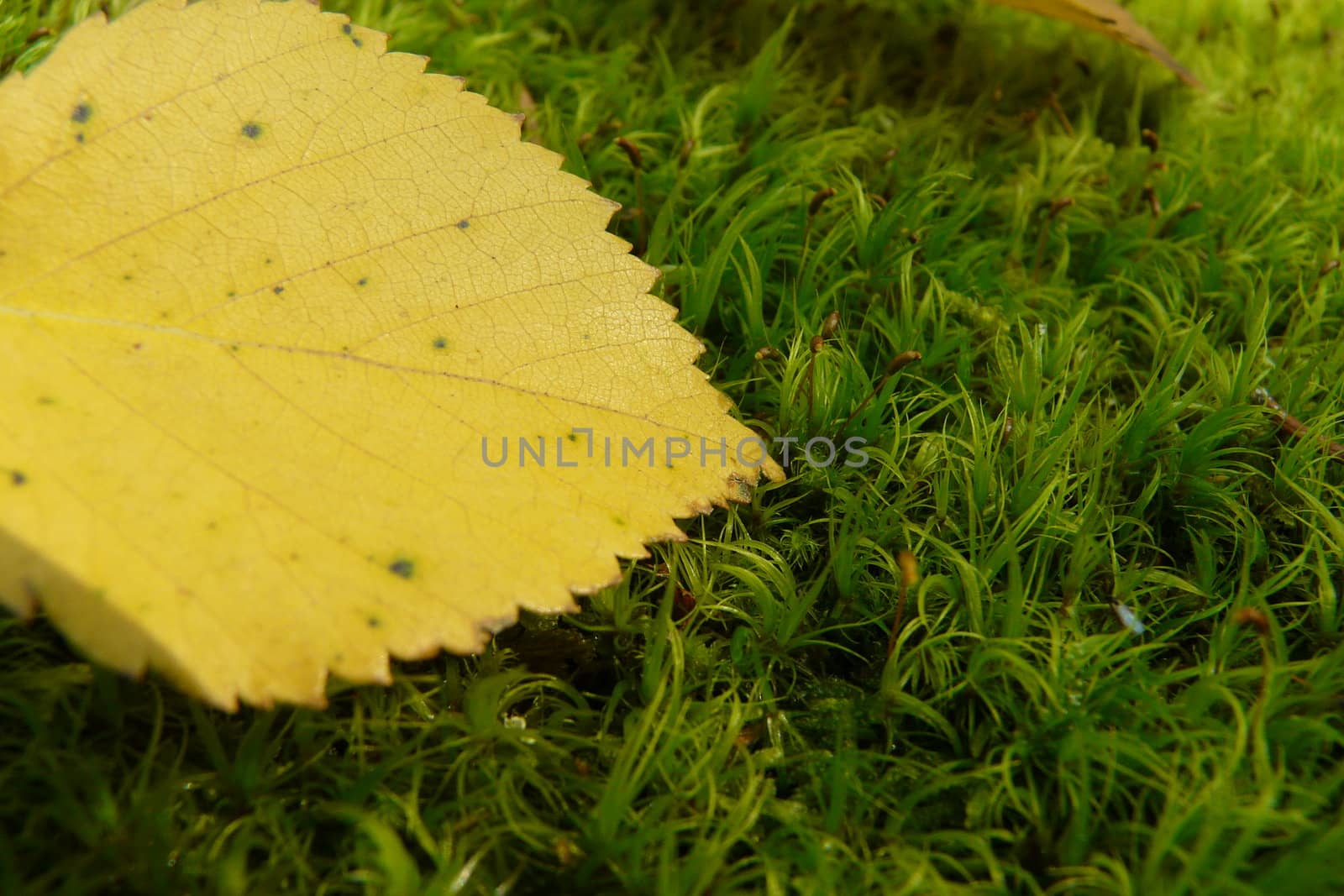 Leaf on the ground