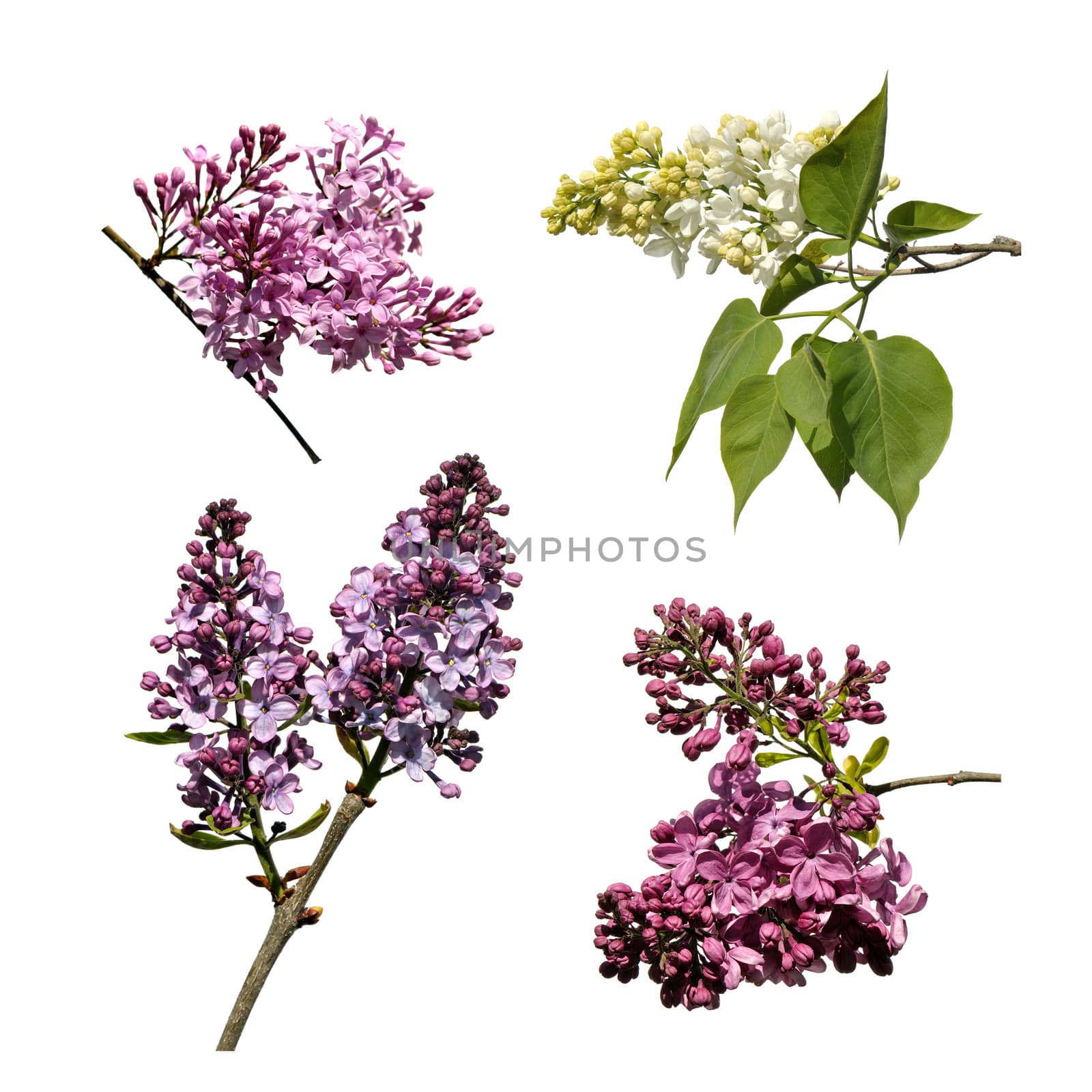 Four different lilac twigs on white background