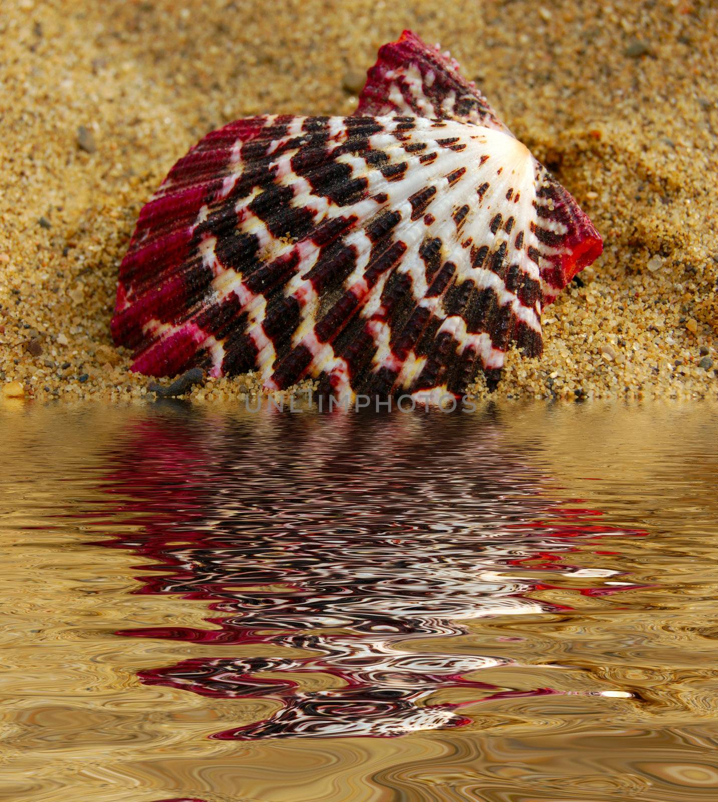 closeup of colored sea shell over wet sand and reflection in water
