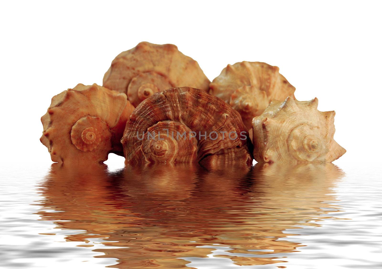 closeup of five sea shell in water with reflections