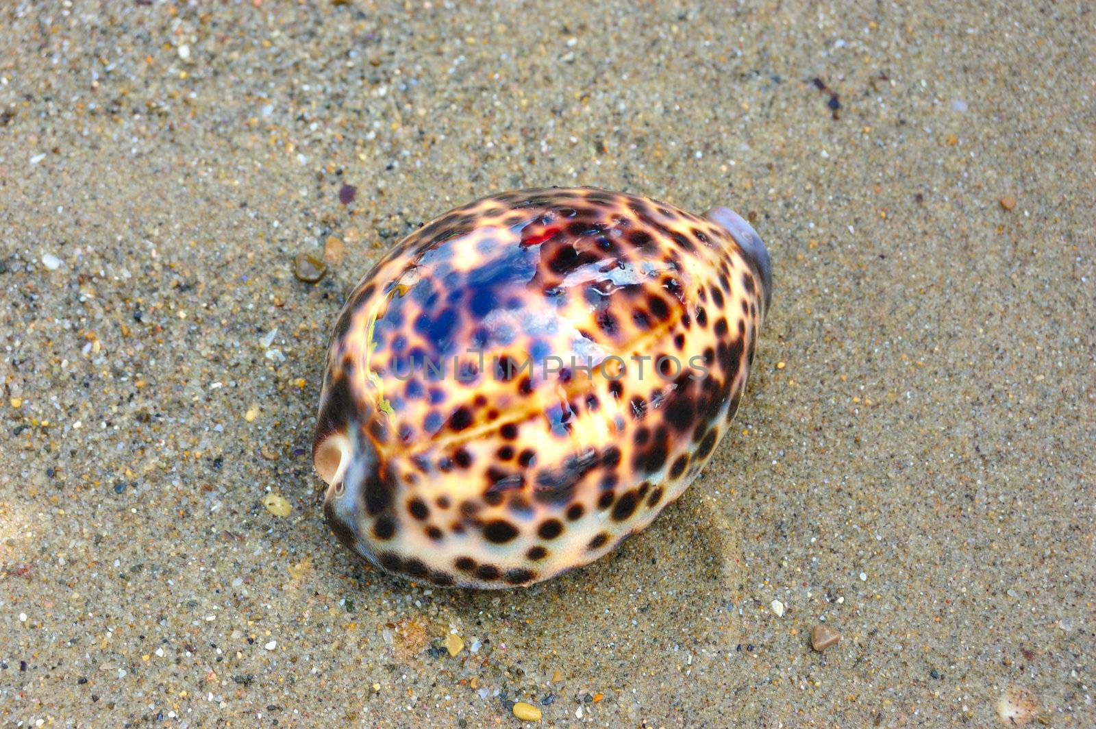 seashell over wet sand