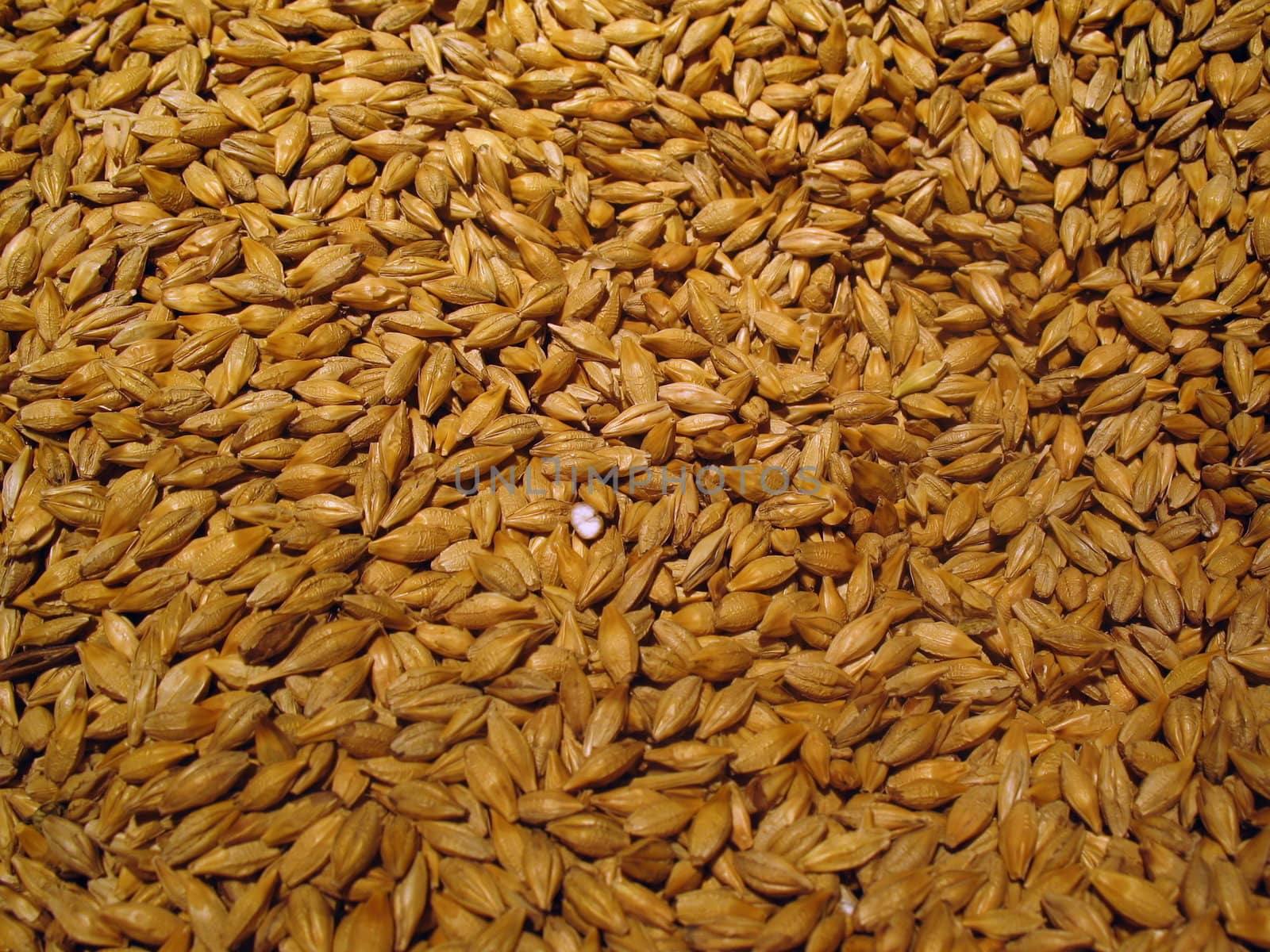 Barley grains background