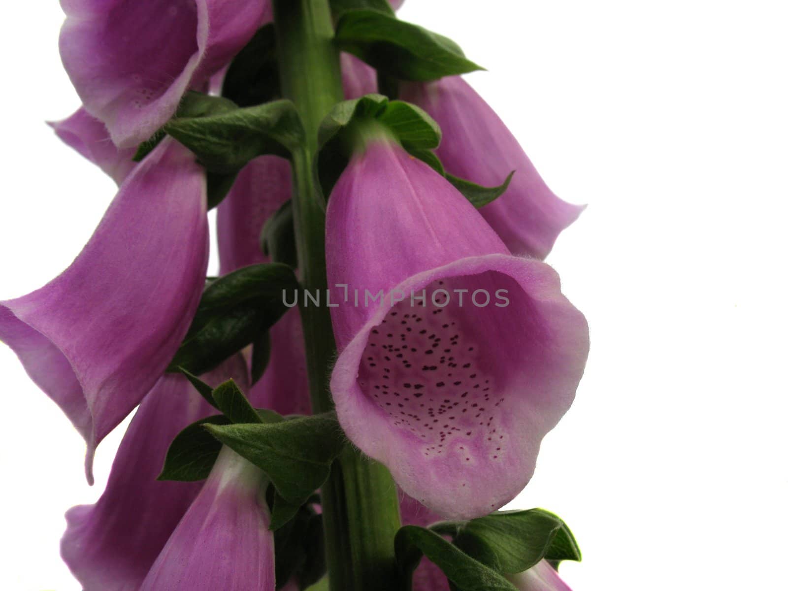 Foxglove (digitalis) flowers close up isolated image